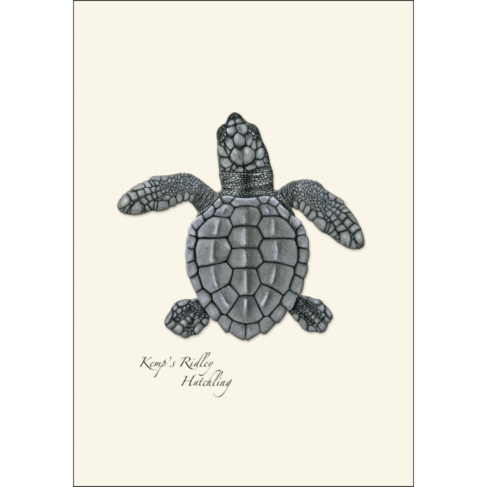 Sea Turtle Hatchling Assortment