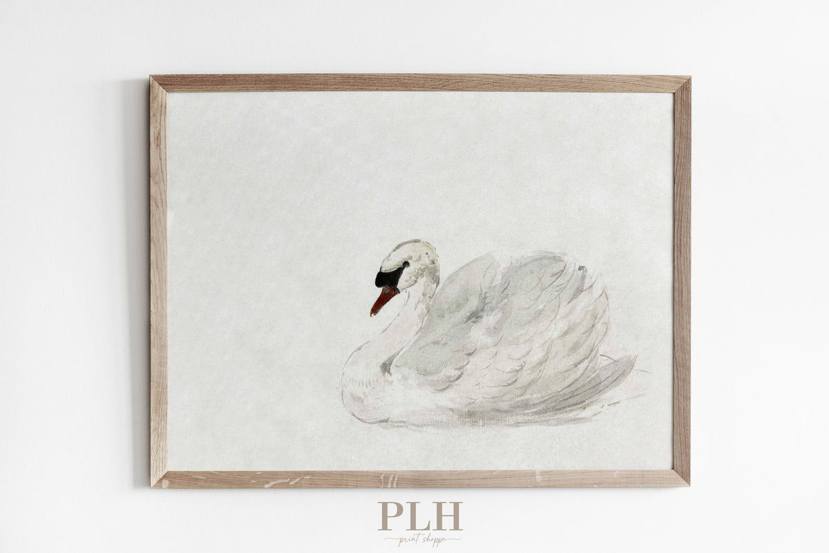 Vintage Swan Premium Quality Art Print. Each Sold Separately.