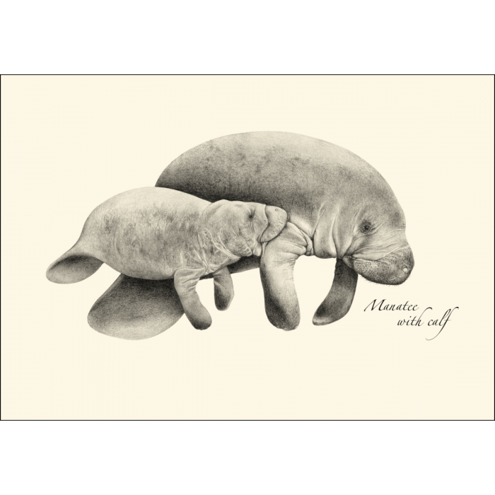 Manatees