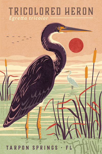 Tarpon Springs, FL - Shorebirds at Sunset Tricolored Heron 4x6 Paper Postcard