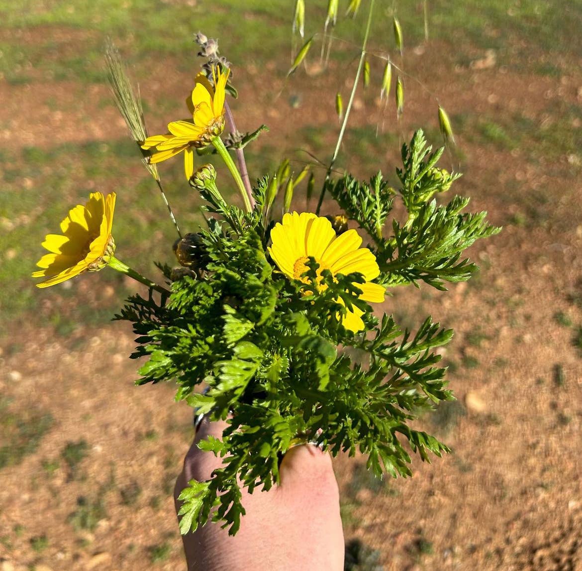 Cross Plantable Greeting Card