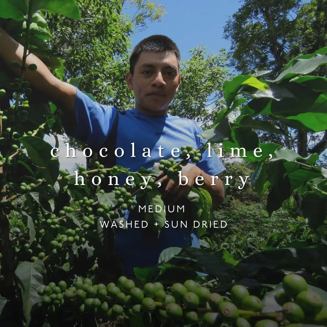 Honduras COMSA Whole Bean Coffee 12 oz