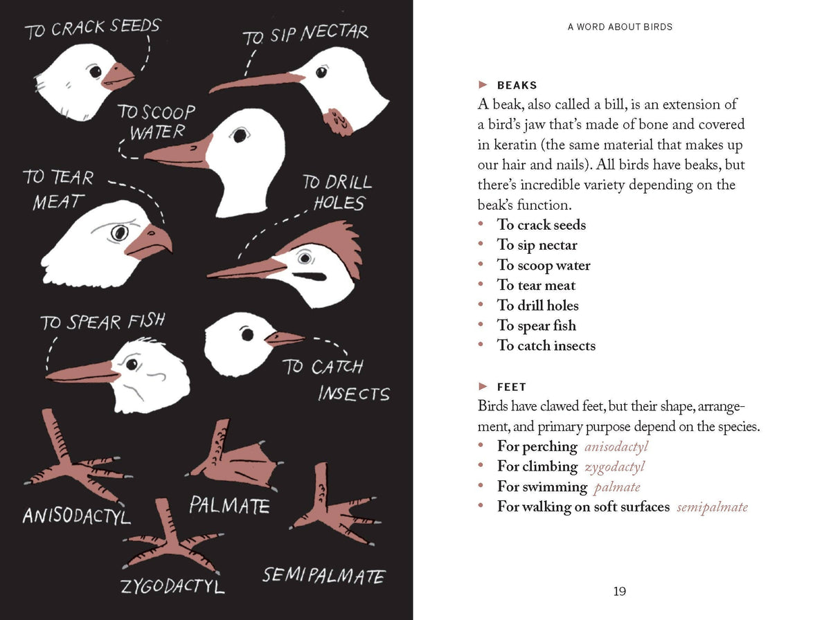 Pocket Nature: Bird-Watching