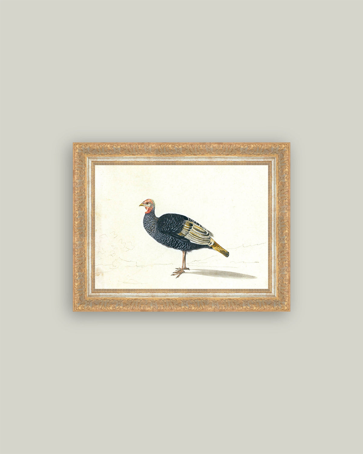 Study of Black Turkey Hen