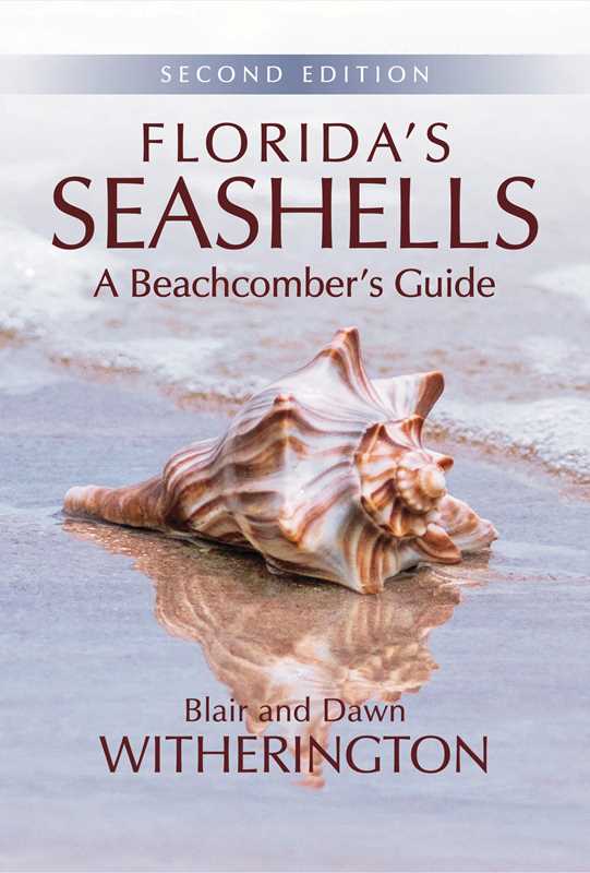Florida's Seashells by Blair Witherington