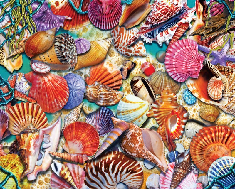 Coastal Shells 1000 Piece Puzzle