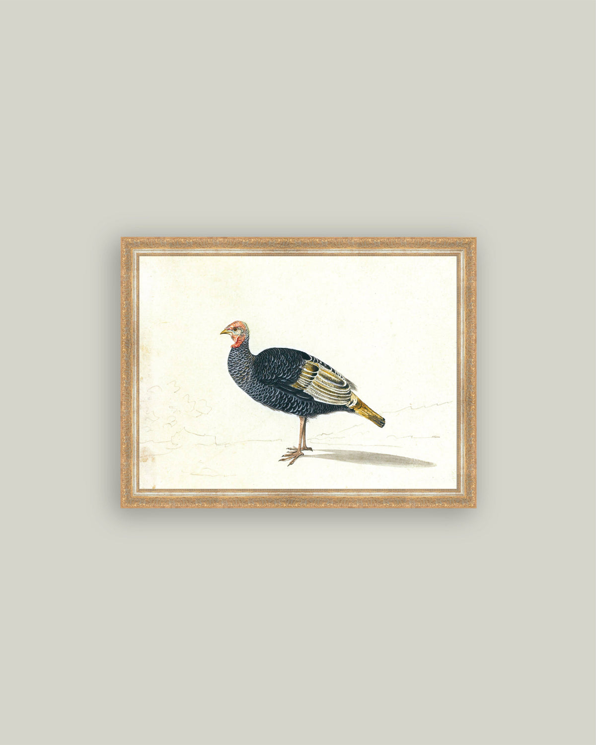 Study of Black Turkey Hen