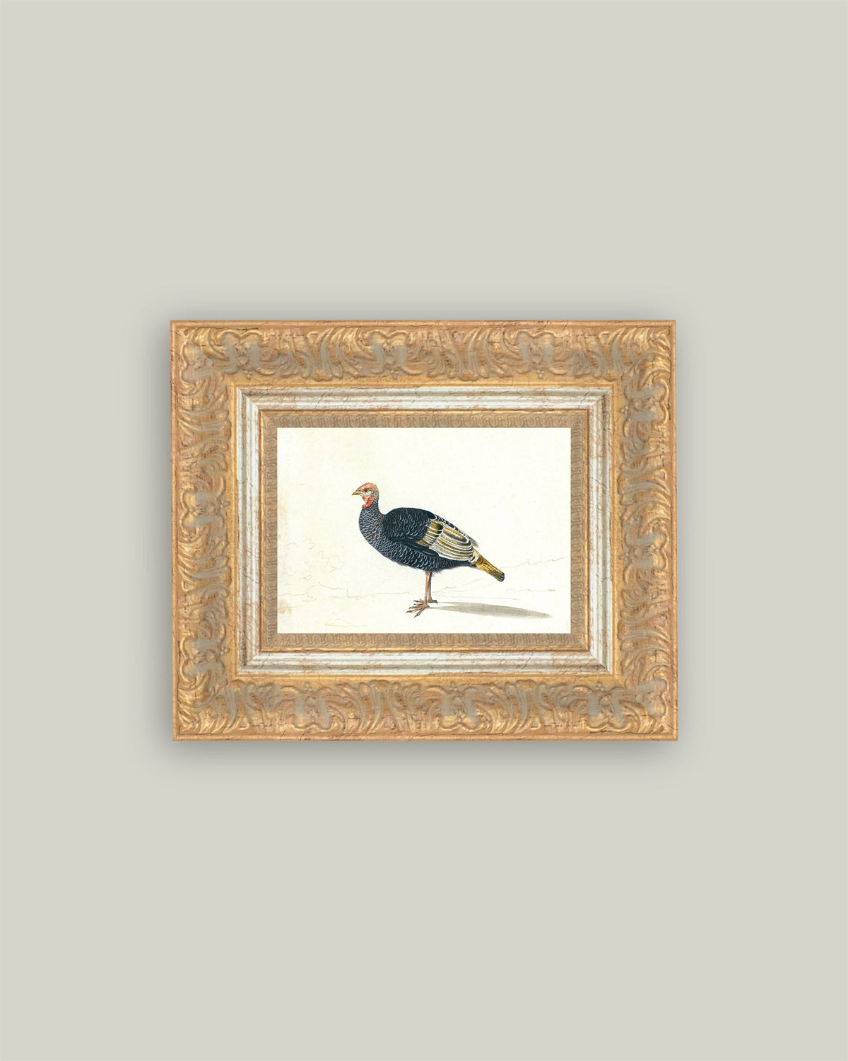 Study of Black Turkey Hen