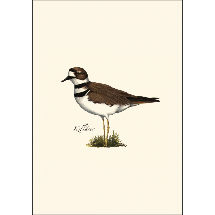 Shorebird Assortment