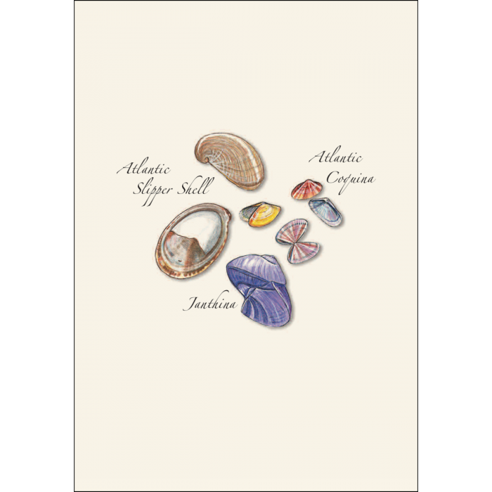 Seashell Assortment