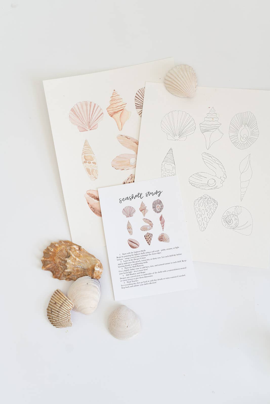 Seashell study - watercolor kit