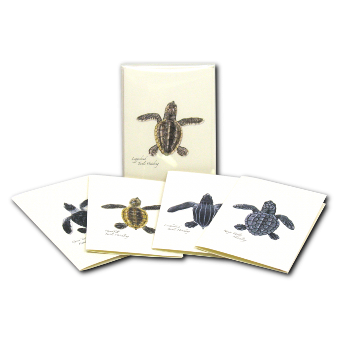 Sea Turtle Hatchling Assortment
