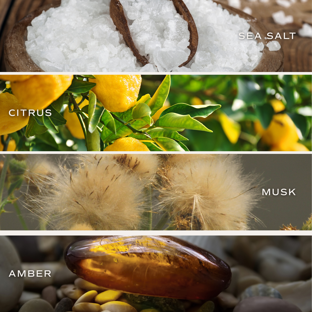 Salt and Sea Reed Diffuser - Home Decor & Gifts