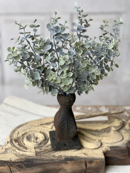 Blue Moon Eucalyptus 14" Bush