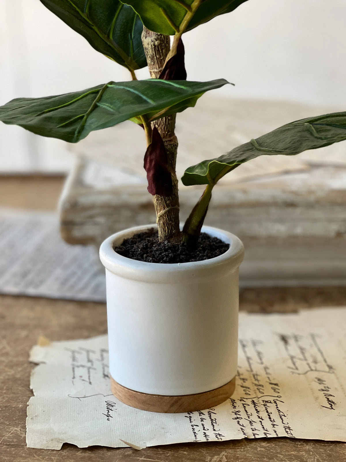 Potted 15" Fiddle Leaf Fig