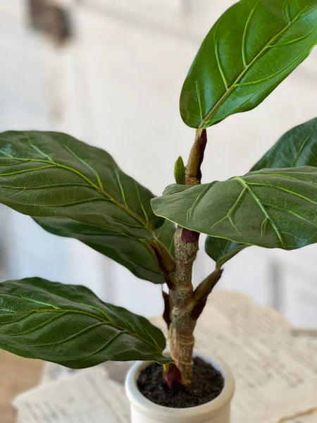 Potted 15" Fiddle Leaf Fig