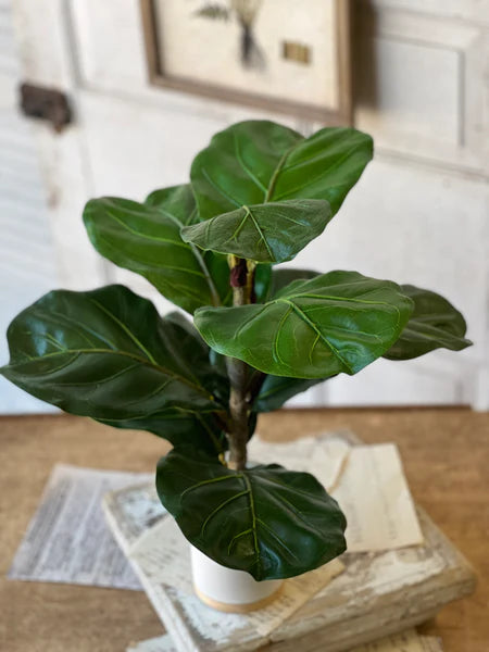 Potted 15" Fiddle Leaf Fig