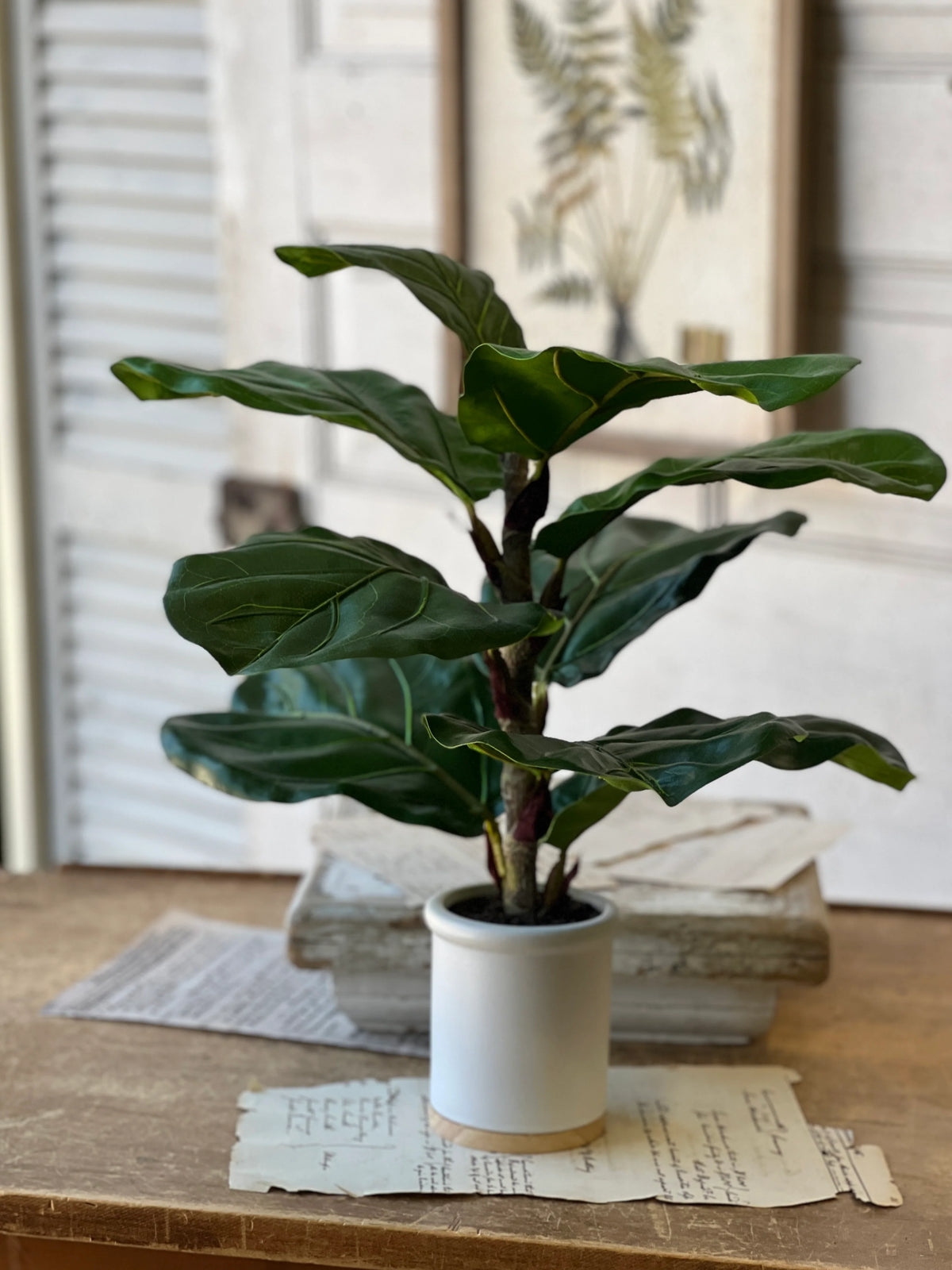 Potted 23" Fiddle Leaf Fig