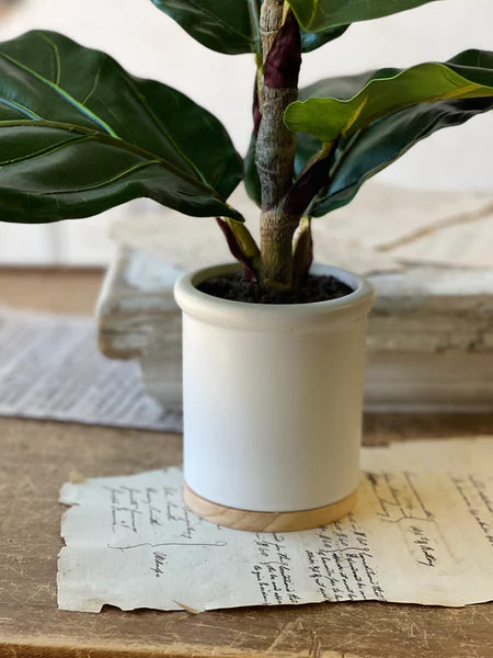 Potted 23" Fiddle Leaf Fig