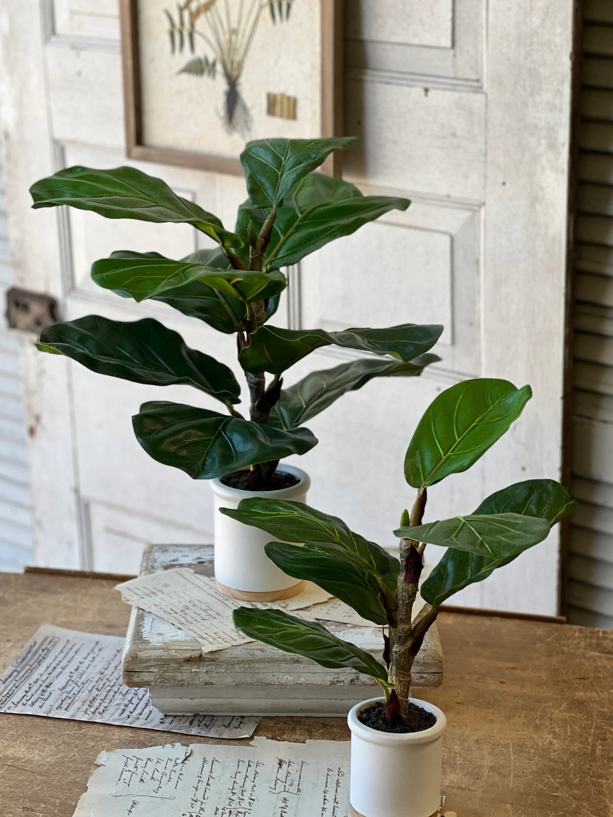 Potted 23" Fiddle Leaf Fig