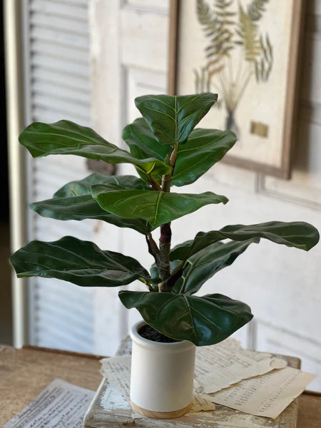 Potted 23" Fiddle Leaf Fig
