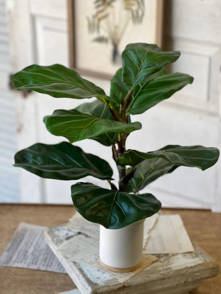 Potted 23" Fiddle Leaf Fig