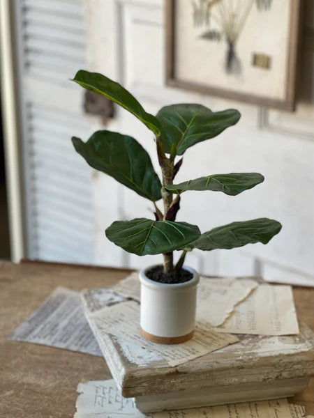 Potted 15" Fiddle Leaf Fig