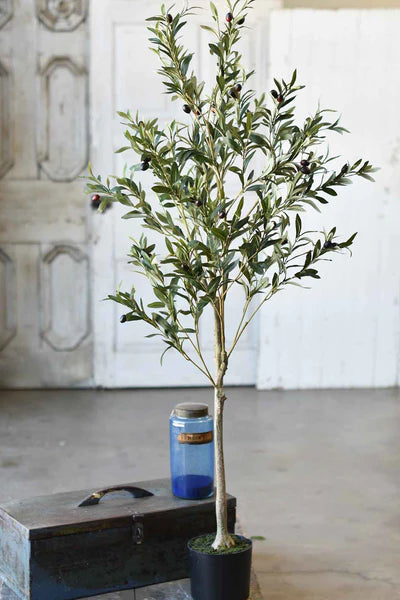 5' Potted Olive Tree