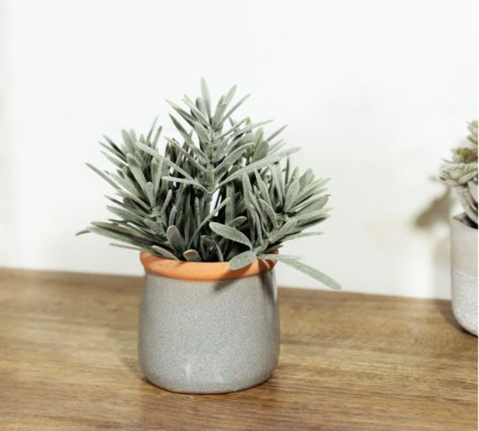 Pod Ocarpus in Cement Pot