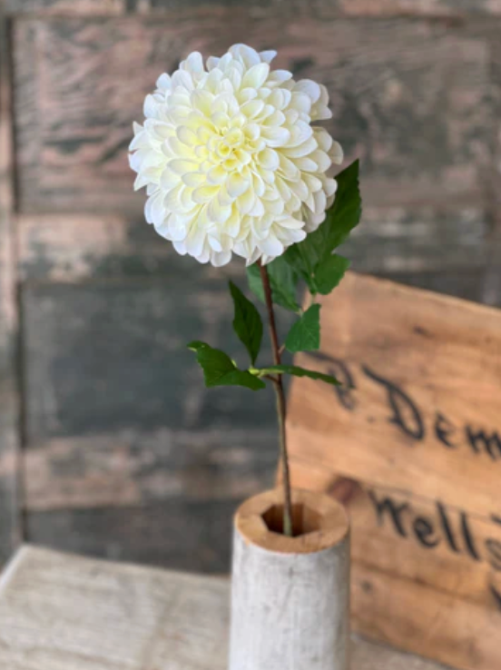 28" Celebrity Dahlia | Cream