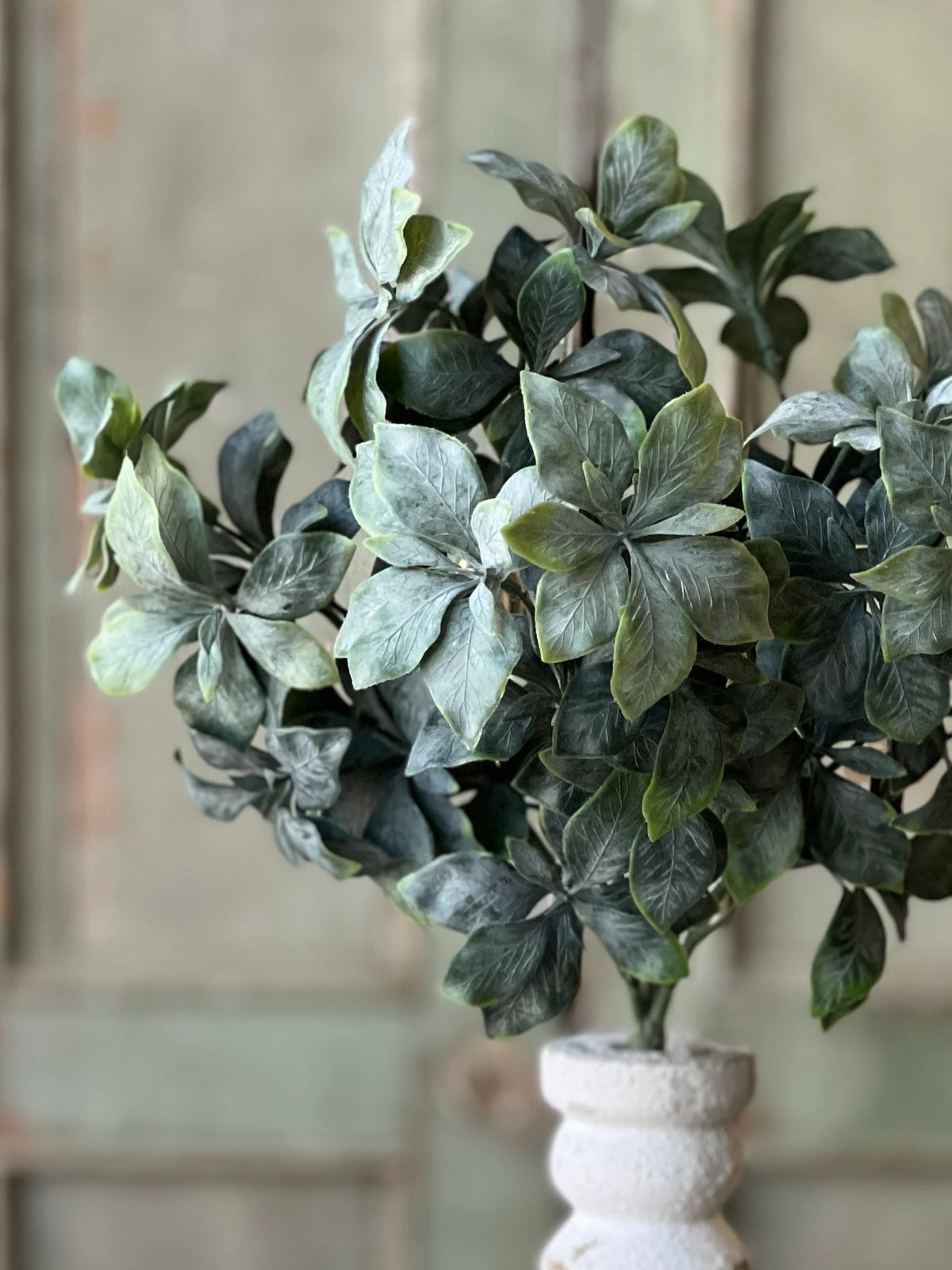 Suffolk Leaves 13" Bush