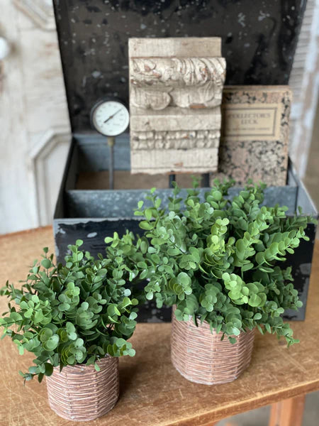 Calvary Eucalyptus Pot