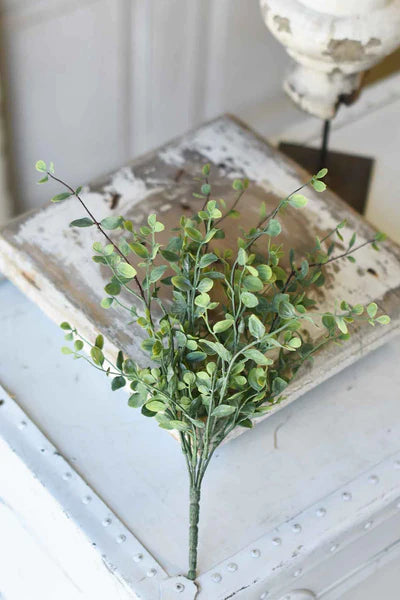 Seraph Vine 14" Bush