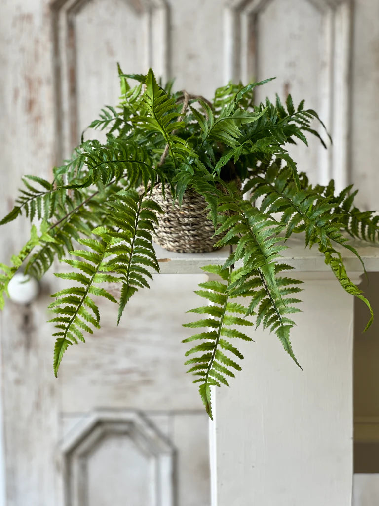 Creel Boston Fern 18" Hanging Basket
