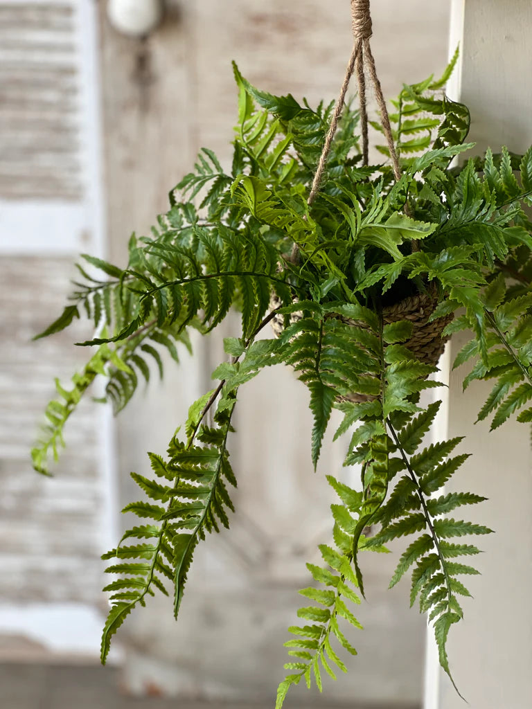 Creel Boston Fern 18" Hanging Basket