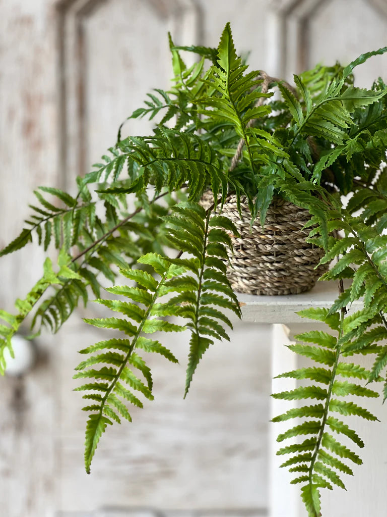 Creel Boston Fern 18" Hanging Basket