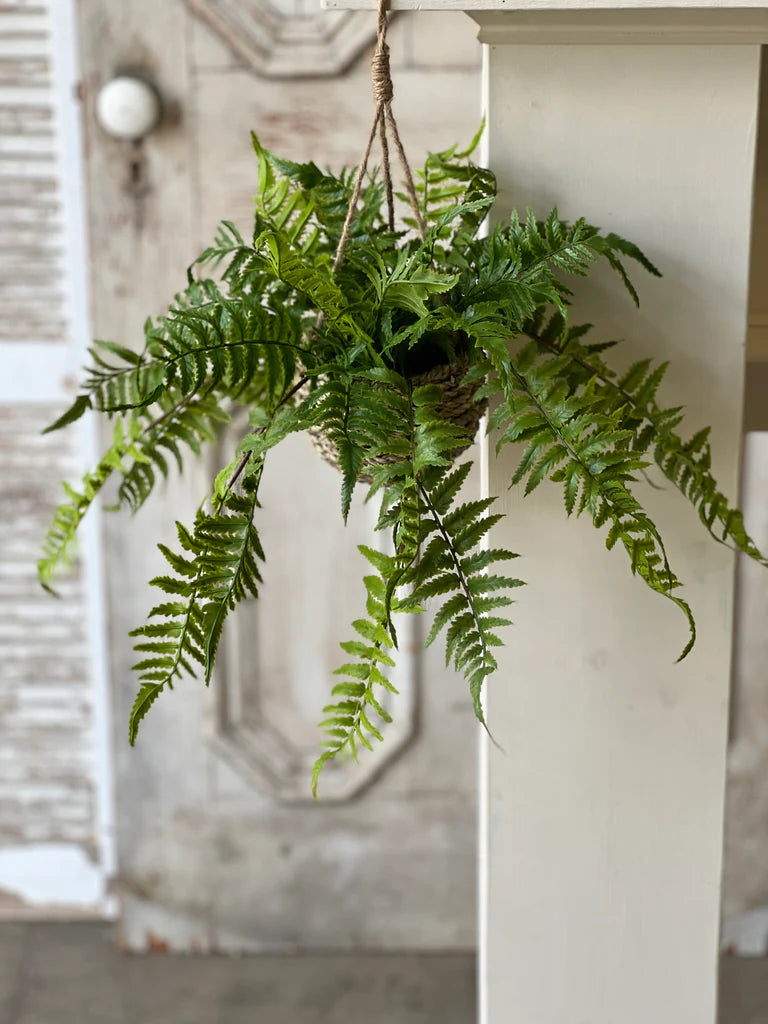 Creel Boston Fern 18" Hanging Basket