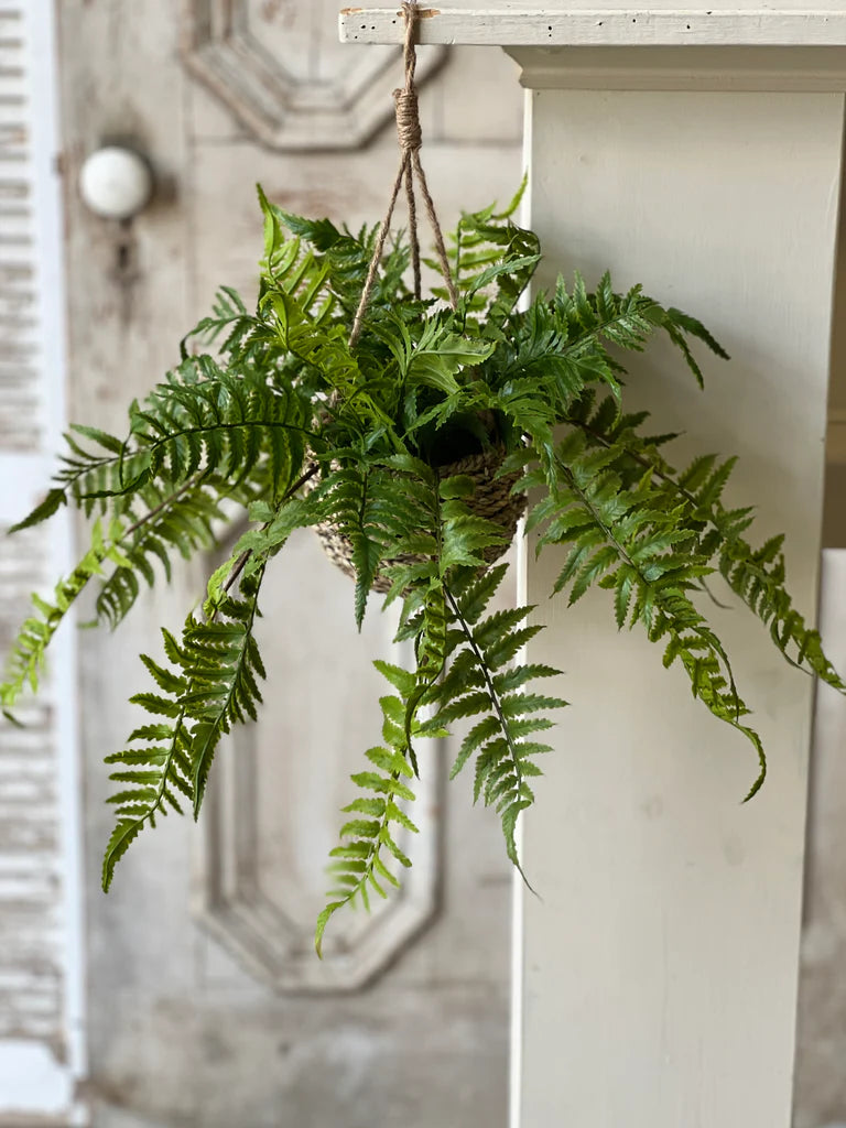 Creel Boston Fern 18" Hanging Basket