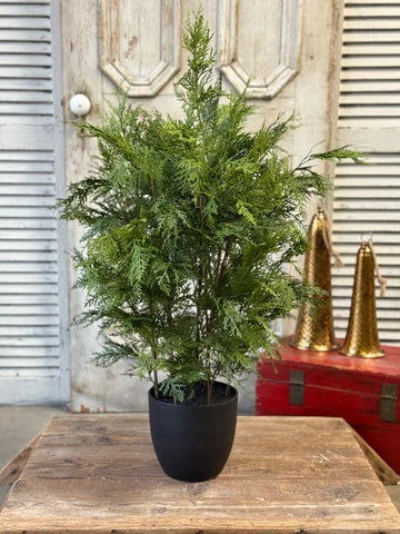 36" Churchill Cypress Tree