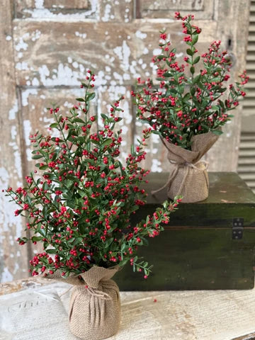 23" Sutherland Berry Tree