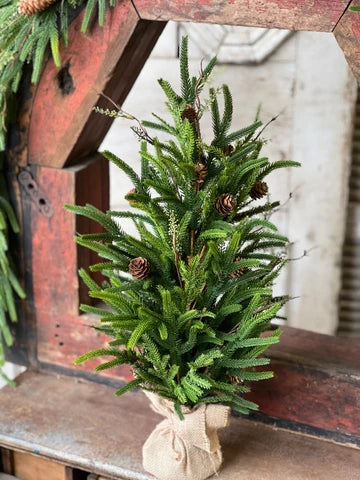 24" Pencil Pine Tree