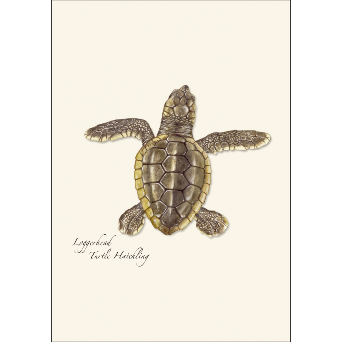 Sea Turtle Hatchling Assortment