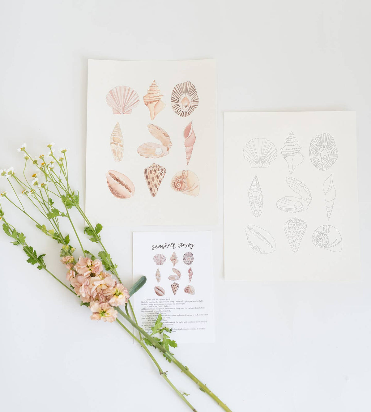 Seashell study - watercolor kit