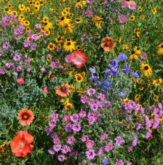 Cross Plantable Greeting Card