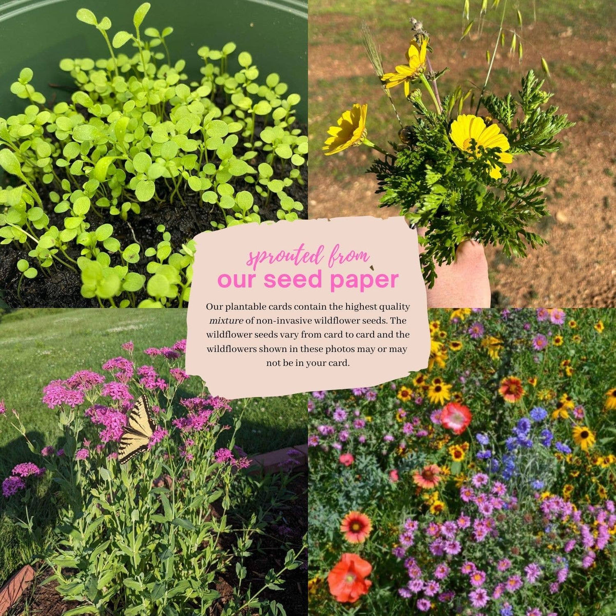 Florida Plantable Greeting Card