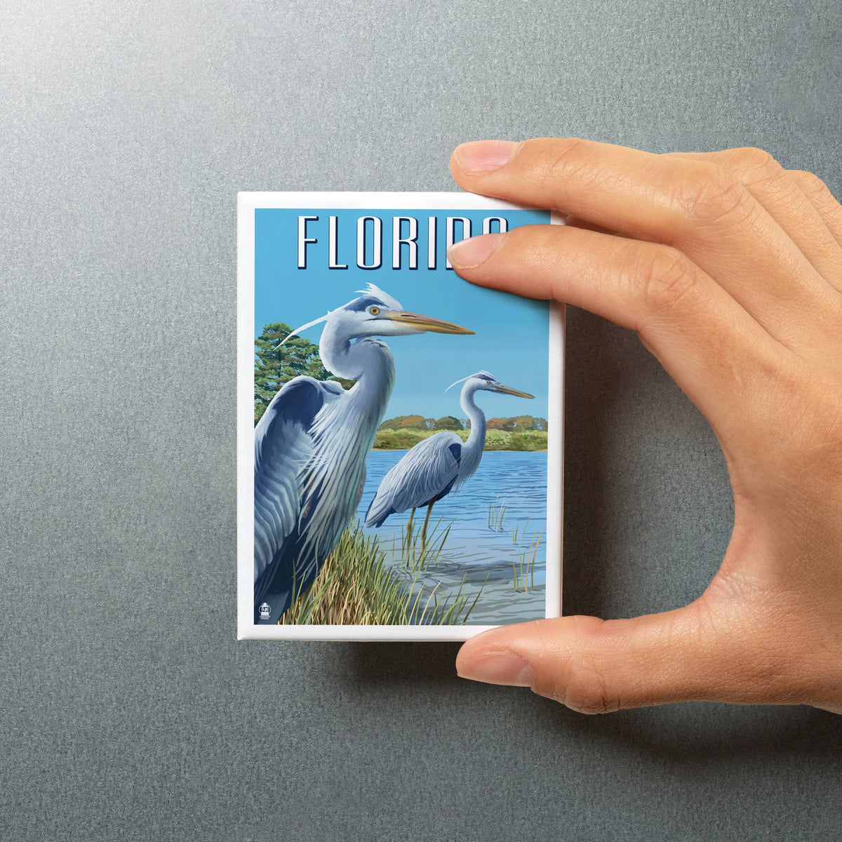 MAGNET Florida, Blue Herons in grass