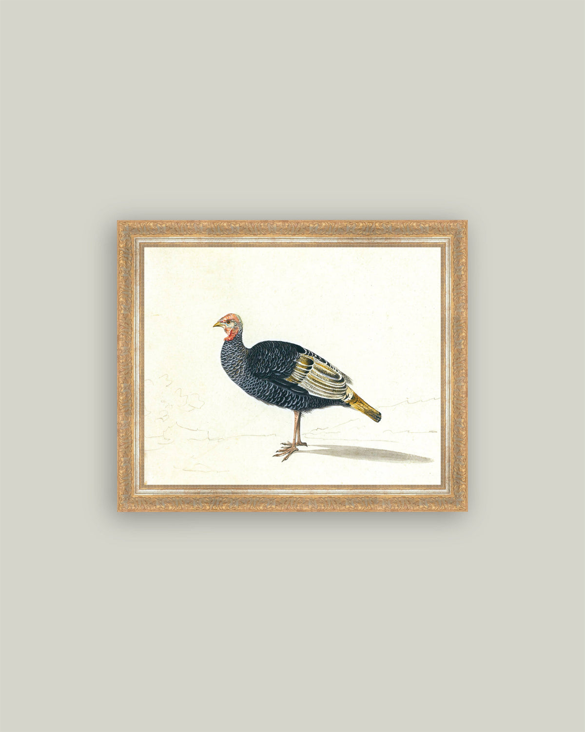 Study of Black Turkey Hen