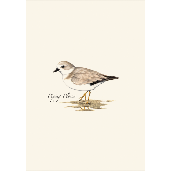 Shorebird Assortment