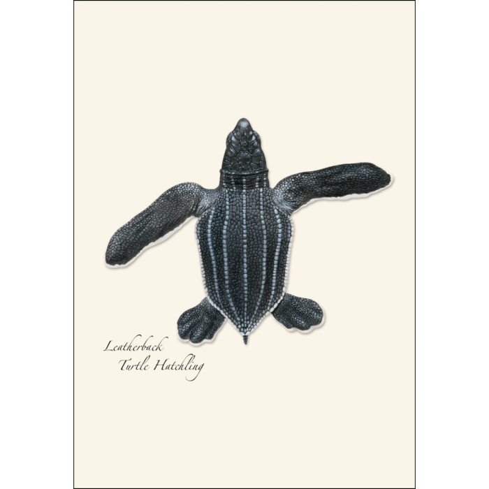 Sea Turtle Hatchling Assortment