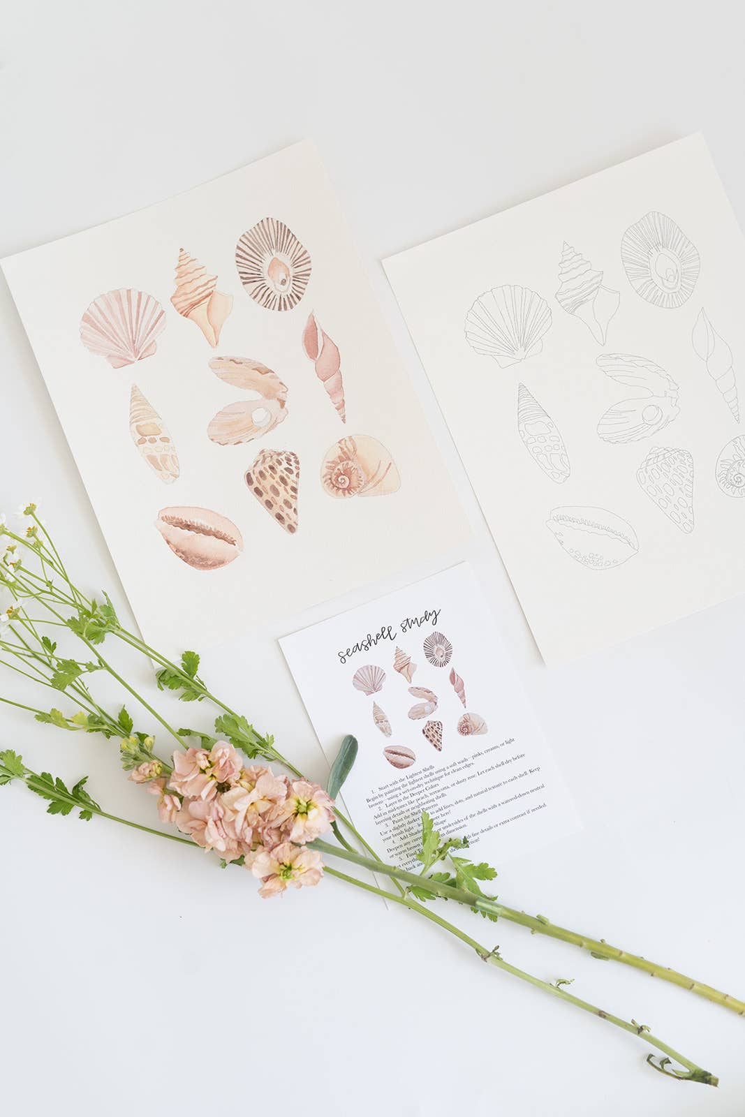 Seashell study - watercolor kit